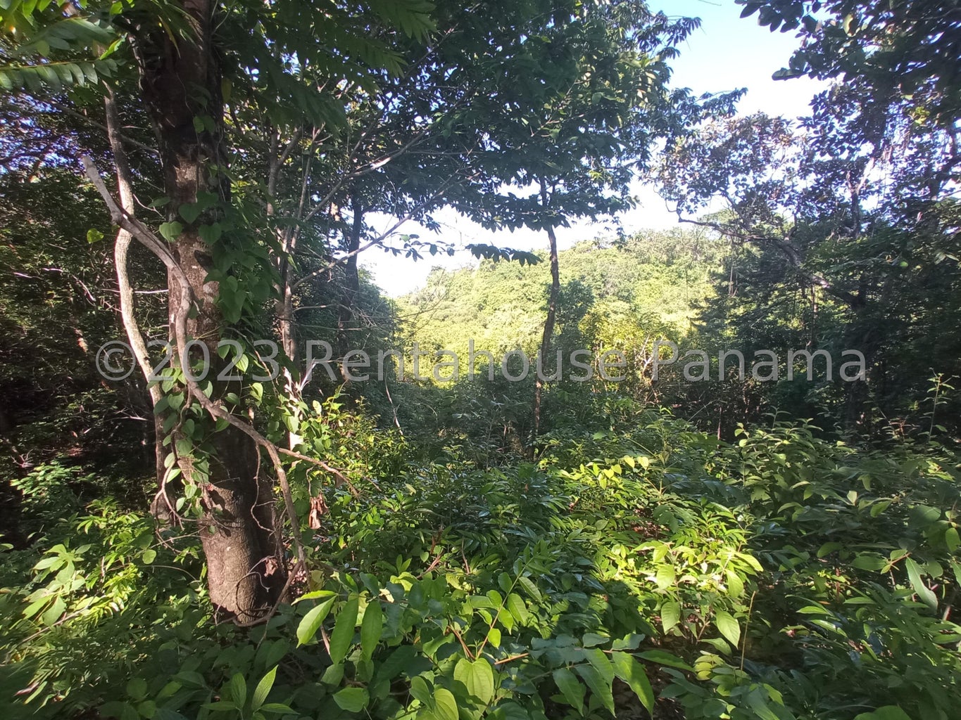 Commercial Property for Sale in Panama City Panamá Province
